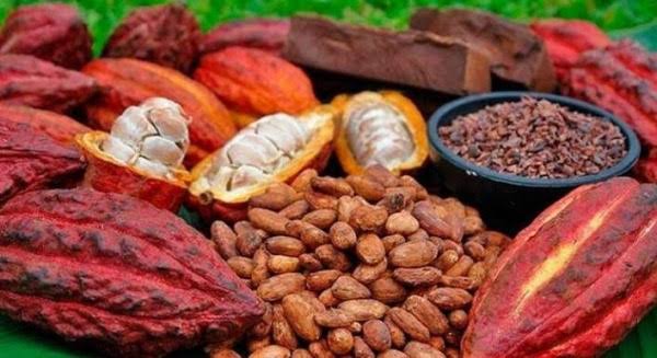 Togo Boosts Coffee and Cocoa Sector with Planting Material Support