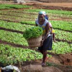 Equity Program Phase 3 Launched in Togo to Support Small Producers
