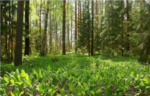 Togo Forest Restoration Project Advances with Launch of National Working Group