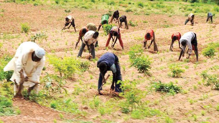 Farmers Urge Tinubu To Ensure Affordable Fertiliser, Warn Of Threats To Food Security
