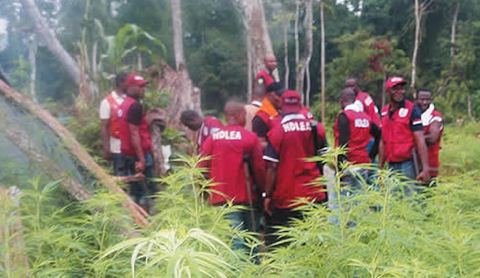 Suspected Drug Traffickers Attack NDLEA, Army Operatives During Edo Raid