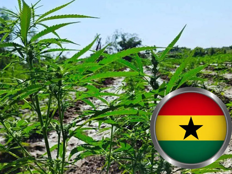 Ghana Approves Cannabis Cultivation For Industrial, Medicinal Use, Opens Licensing To Companies