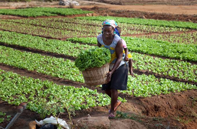 Equity Program Phase 3 Launched in Togo to Support Small Producers